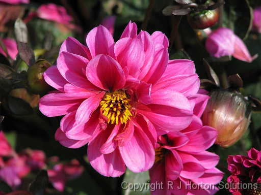 Dahlia D Pink